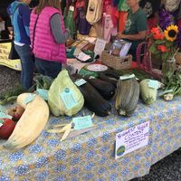 Biggest veggie contest at Homer Farmers Market in Homer