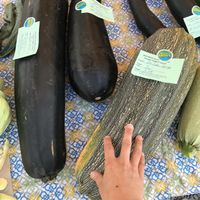 Mondo zucchini at Homer Farmers Market in Homer