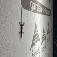   at Galanga in Bunutan