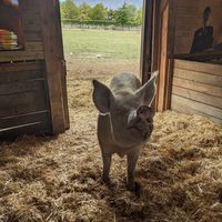 Pig at Farm Sanctuary SA in Franschhoek