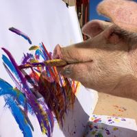 World renowned painting pig 'Pigcasso' in action at Farm Sanctuary SA at Farm Sanctuary SA in Franschhoek