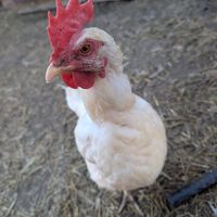  at Farm Sanctuary SA in Franschhoek