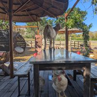  at Farm Sanctuary SA in Franschhoek