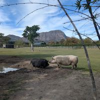  at Farm Sanctuary SA in Franschhoek