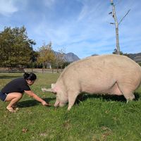  at Farm Sanctuary SA in Franschhoek
