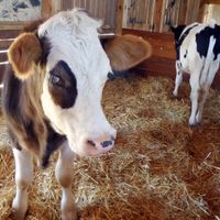 Farm Sanctuary SA
  at Farm Sanctuary SA in Franschhoek