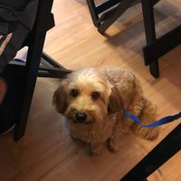 Pet friendly :) at Congolinaria - Alfonso Bovero in Sao Paulo