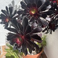   at Biocreperia RiscoCaido in Gran Canaria