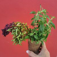 Hierbas frescas at Biocreperia RiscoCaido in Gran Canaria