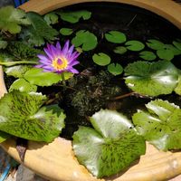 Restaurant decor at Ranahat Je Vegan Restaurant in Ayutthaya