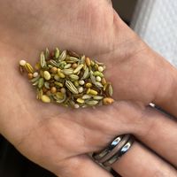 Digestive seeds.  at Saravanaa Bhavan in Paris