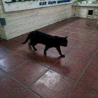 cat  at Espai de Gats in Barcelona