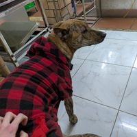  at An Lac Chay - Tay Ho District in Hanoi