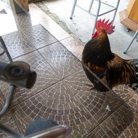 ...!! E havia uma galinha também...!
(O Happy Cow carregou as fotografias fora da ordem que eu escolhi, cansei de tentar deixar numa ordem lógica.) at Harmonia Restaurante Natural in Rio Grande