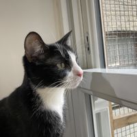   at Lady Dinah's Cat Emporium in East London