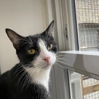   at Lady Dinah's Cat Emporium in East London