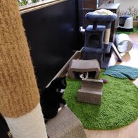  at Lady Dinah's Cat Emporium in East London