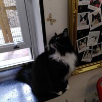  at Lady Dinah's Cat Emporium in East London