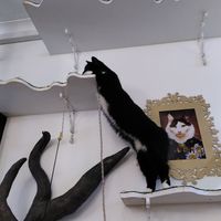  at Lady Dinah's Cat Emporium in East London