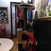  at Lady Dinah's Cat Emporium in East London