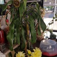 front area at La Charrita in Santa Clarita