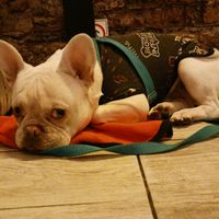  at Loving Hut - Palermo in Buenos Aires