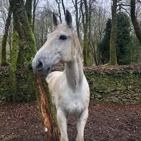  at Quinta das Aguias in Paredes De Coura