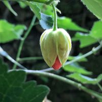 Flor  at Quinta das Aguias in Paredes De Coura