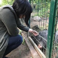 Cerdos  at Quinta das Aguias in Paredes De Coura