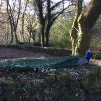 cool and happy animals everywhere at Quinta das Aguias in Paredes De Coura