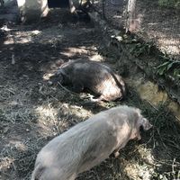 Bolota & Miss Piggy ? ❤️ at Quinta das Aguias in Paredes De Coura