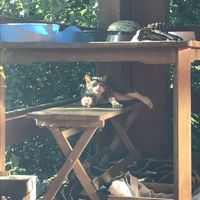 Time to stretch... “Being gorgeous is tiring”   at Quinta das Aguias in Paredes De Coura