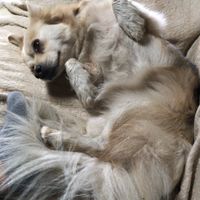 Goji.... ?❤️ at Quinta das Aguias in Paredes De Coura