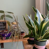   at La Granadilla in Forli