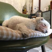 Slumber puppy at Around Green - 어라운드 그린 in Seoul