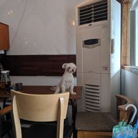 Adorable doggy at Around Green - 어라운드 그린 in Seoul