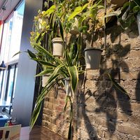   at Urbanbelly in Chicago