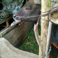 Beautiful cow tied all day at The Organic Farm Bali in Tabanan