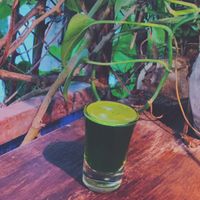 Wheatgrass shot at Khun Kae's Juice Bar in Chiang Mai
