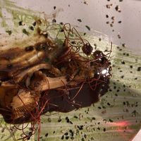 Mushrooms at VeVe in Copenhagen