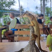Lunch company 🌞 at Pure Vegan Heaven in Koh Phangan