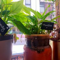 They even name the plants at Khambú Quart in Valencia