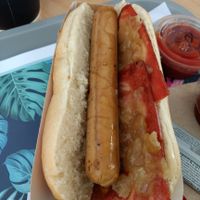 dog at Khambú Quart in Valencia