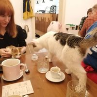 Cakes and kitties  at Pelíšek in Brno