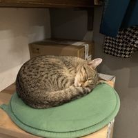 adorable furry companions  at Pelíšek in Brno