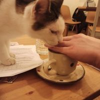 kitty at Pelíšek in Brno