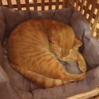 "Michigan" 🐱 at Pelíšek in Brno