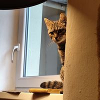  at Pelíšek in Brno