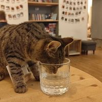  at Pelíšek in Brno