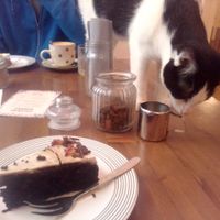 Cats are free to jump on tables - but must NOT be allowed to eat cake/sandwiches. at Pelíšek in Brno